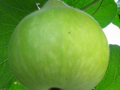 KANAYA LAW/LOWKI Round Bottle Gourd Lauki/Lau/Clabash Seed(80 per packet)