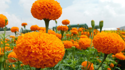 Quentova African गेंदे का फूल / Marigold Seeds for Planting Orange-XII-3Z Seed(100 per packet)