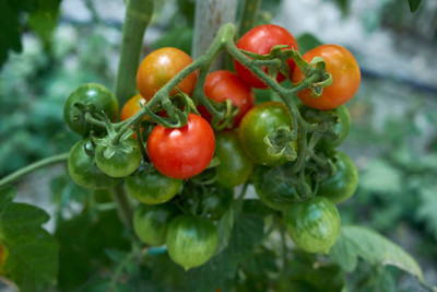 Plantswale tomato Seed(95 per packet)