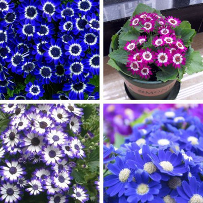Flipkart SmartBuy Exotic Cineraria Flower Mix Seed(20 per packet)