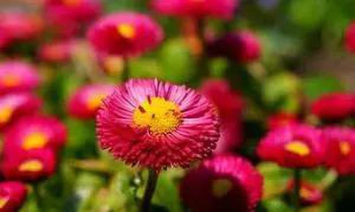 XOLDA Exotic daisy red Seed(32 per packet)