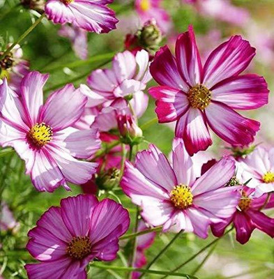 CYBEXIS NBIR-59 - Cosmos PICOTEE mix of flowers Pink Flower - (90 Seeds) Seed(90 per packet)