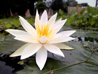 CRGO ® LXI-604 Seeds Aquatic Plants Bowl Lotus Water Lily Seed(8 per packet)