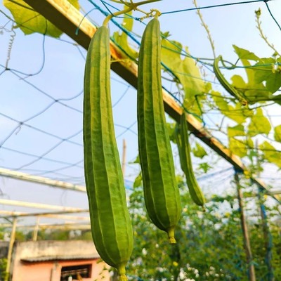 eShoptail Ridge gourd or Luffa (Turai) Seeds Seed(5 g)