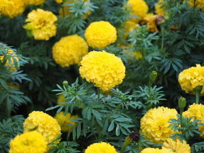 RAIYARAJ marigold,gende ka phool seeds Seed(21 per packet)
