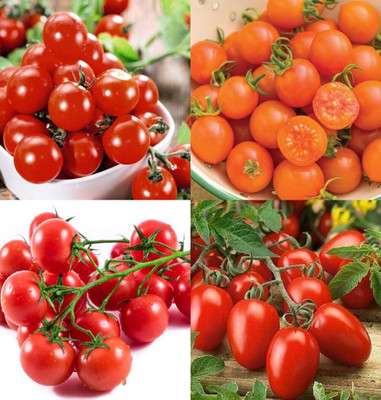 ibains Tomato seeds bij 71 Seed(71 per packet)