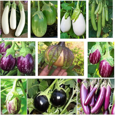 ibains Mix brinjal seeds Seed(170 per packet)