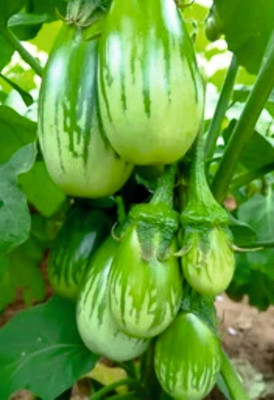 BDSresolve brinjal seeds Seed(37 per packet)