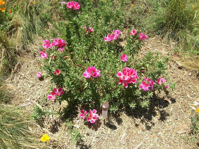 Lorvox Clarkia Elegance Double mixed flower Seed(115 per packet)