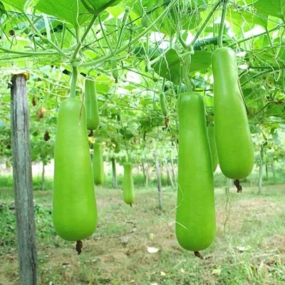 KNESSiN Disease Resistant Pusa Meghdoot Bottle Gourd Seed-[50gm] Seed(200 per packet)