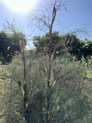 VibeX LXI-56 - Bronze Fennel - (250 Seeds) Seed(250 per packet)