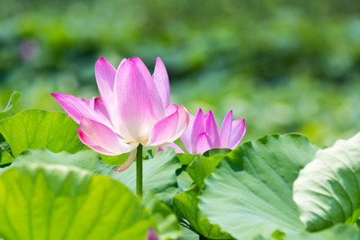 FEVESTA lotus,kamal gatta Seed(10 per packet)