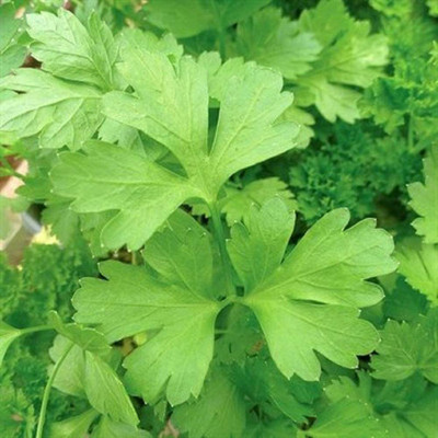 CYBEXIS HUA-65 - Organic Plain/Single Parsley - (750 Seeds) Seed(750 per packet)