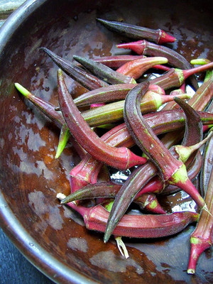 CYBEXIS NDIR-34 - Red Okra Ladyfinger Seed(450 per packet)
