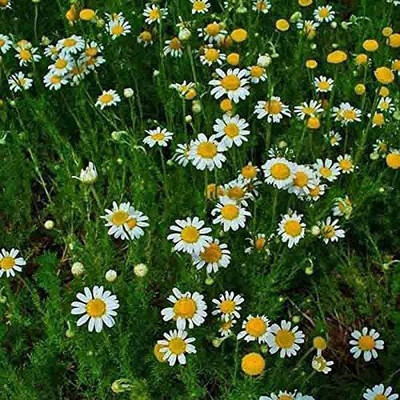 CYBEXIS GUA-66 - Chamomile Roman Chamaemelum Nobile - (750 Seeds) Seed(750 per packet)