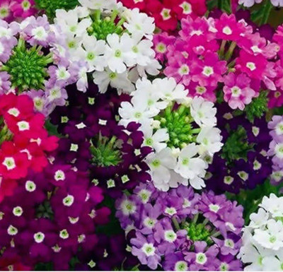 ORAKLE Verbena Ideal Florist Mix Seed(80 per packet)