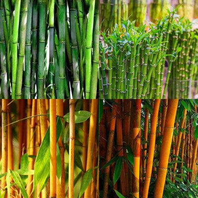 ibains Bamboo plant seeds for fencing bij 310 Seed(310 per packet)