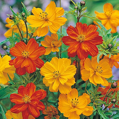 Epazo Double Click Cranberries' Seeds. Cosmos Cranberries Seed(13 per packet)
