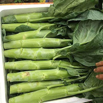 CYBEXIS Hybrid Chinese Broccoli Seeds 2000 Seeds Seed(2000 per packet)