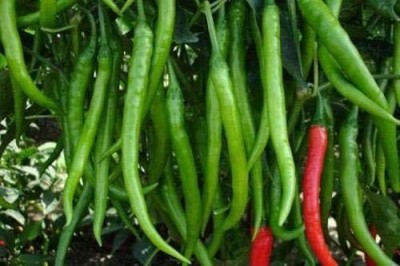 KNESSiN Longest Chilli - Chillies Green-{800 Seeds} Seed(800 per packet)