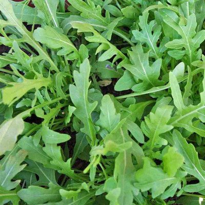 CYBEXIS GUA-32 - Wild Arugula(Diplotaxis tenuifolia) - (750 Seeds) Seed(750 per packet)