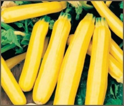 CRGO ZUCCHINI Seed(100 per packet)