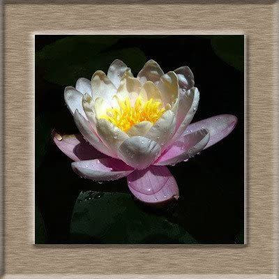 VibeX NDIR-68 - Viable Lotus Aquatic Water Lily - (90 Seeds) Seed(90 per packet)