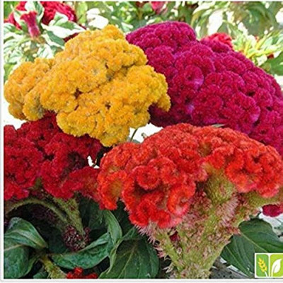 BDSresolve Celosia seeds for home gardening/Celosia seed 12 Seed(12 per packet)