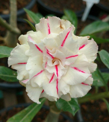 CRGO ADENIUM Seed(70 per packet)