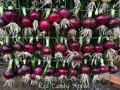 WILLVINE PUAS-591 Red Candy Apple Hybrid Onion Seeds-3000 Seeds Seed(3000 per packet)