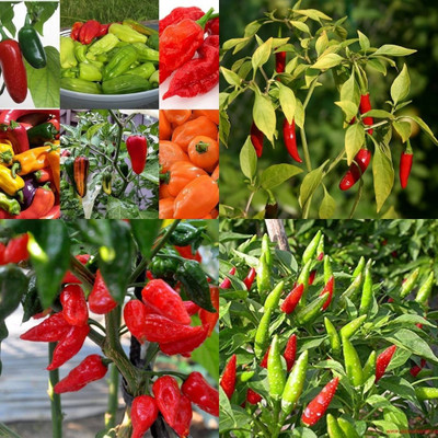 ibains Chilli seeds hybrid 390 Seed(390 per packet)