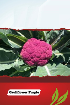 Qualtivate ICRA-8A Cauliflower (Purple Sprouting Leaf) Microgreen Seeds Seed(300 per packet)