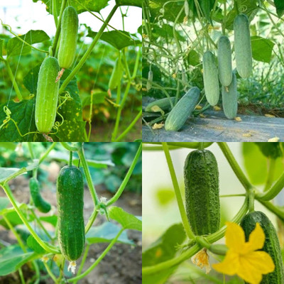 ibains Japanese cucumber seeds Kakari sosa seeds bij 32 Seed(32 per packet)