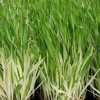Qualtivate GBPUT-24 Cat Grass Oat Seeds Seed(1000 per packet)