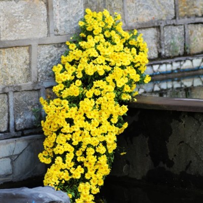 VibeX PAU-79 - Yellow Garden Yard Carpet Chrysanthemum - (90 Seeds) Seed(90 per packet)