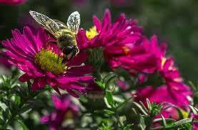 nizex Aster flower seed mixed beautifull flower seed b30 Seed(105 per packet)