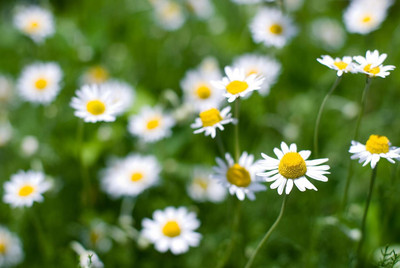 Qualtivate NBIR-18 Roman Chamomile Seed Seed(250 per packet)