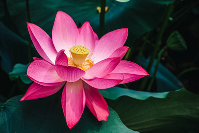 Dharma lotus,kamal gatta Seed(14 per packet)