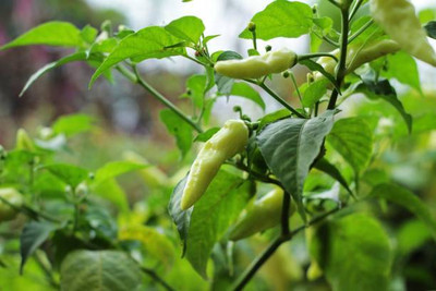 AFARTIOBINA 22 PCS CHILI SEEDS-A02 Seed(22 per packet)