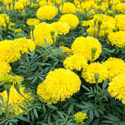 Pbevergreen Hybrid yellow marigold flower seeds/marigold flower seeds Seed(210 per packet)