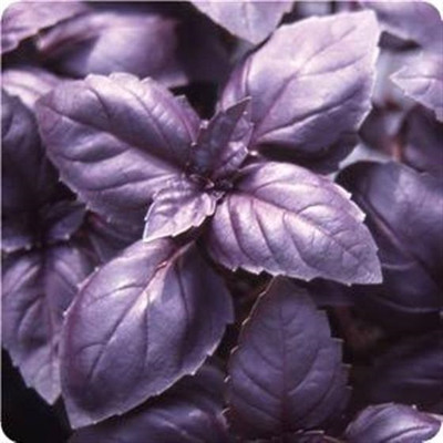 Qualtivate XLL-32 Red Rubin Purple Basil Seed(1000 per packet)
