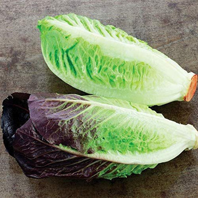 WILLVINE TLX-638 Mini Romaine Duo Seeds Seed(200 per packet)