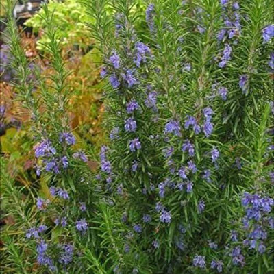 CYBEXIS LXI-90 - Rosemary Tuscan Blue - (2250 Seeds) Seed(2250 per packet)
