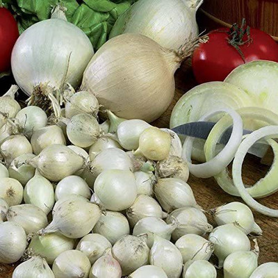 VibeX ® VXI-377 Onion White Seeds Seed(1000 per packet)