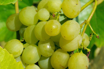 Quentova Extra Sweet green grapes-AJ-3I Seed(150 per packet)