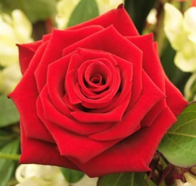 Qualtivate HUA-290 Red Rose Flower Seeds Seed(50 per packet)