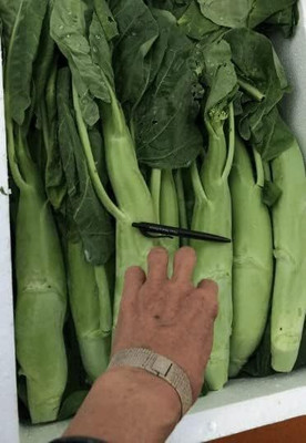 Qualtivate ICRA6-A GAI LAN Kailaan Big Sum Chinese Broccoli Seed(300 per packet)
