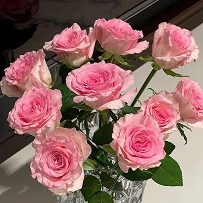 CYBEXIS NBIR-42 - Pink Rose Bush - (100 Seeds) Seed(100 per packet)