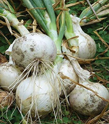 Qualtivate GBPT-3A Greens White Onion Vegetable Seeds Seed(500 per packet)