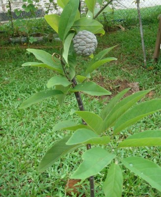 Aywal Custard Apple, Sweet Apple, Sitafal, Sharifa, Sweetsop Seed(9 per packet)